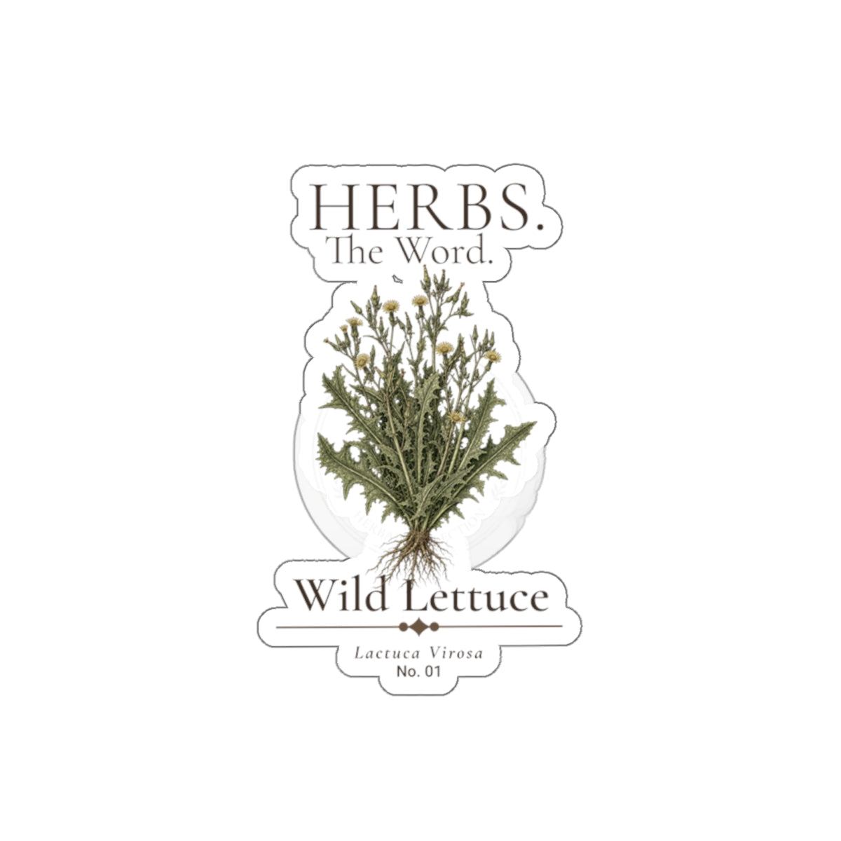 HERBS. THE WORD. Wild Lettuce Sticker | Botanical Herb Illustration