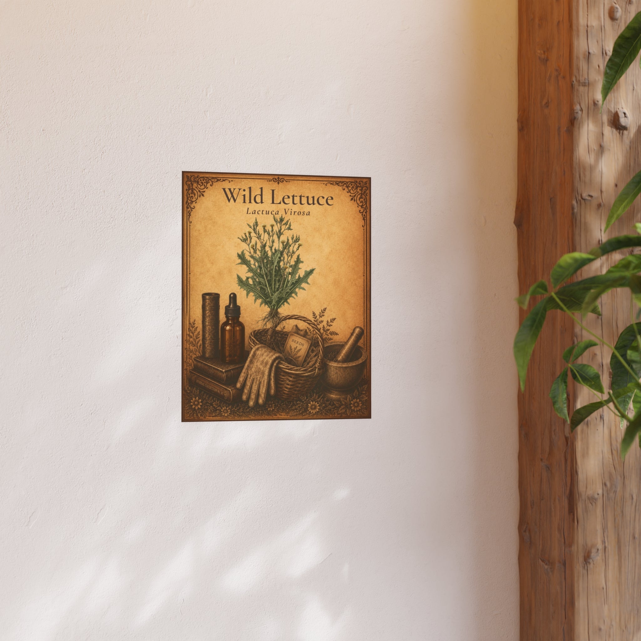 Wild Lettuce (Lactuca virosa) Botanical Print — Vintage Herbarium Wall Art | Herbs. The Word. Collection No. 01