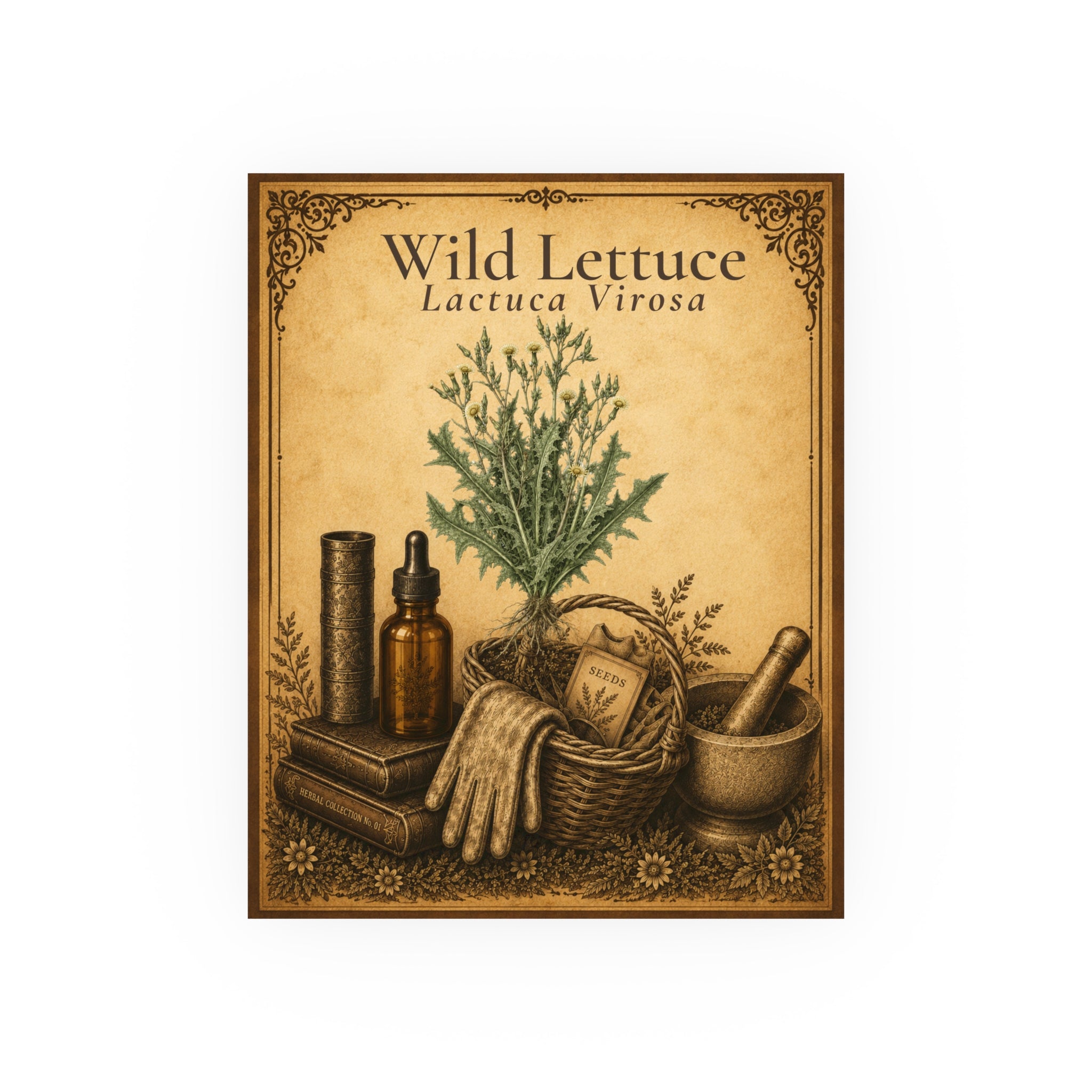 Wild Lettuce (Lactuca virosa) Botanical Print — Vintage Herbarium Wall Art | Herbs. The Word. Collection No. 01