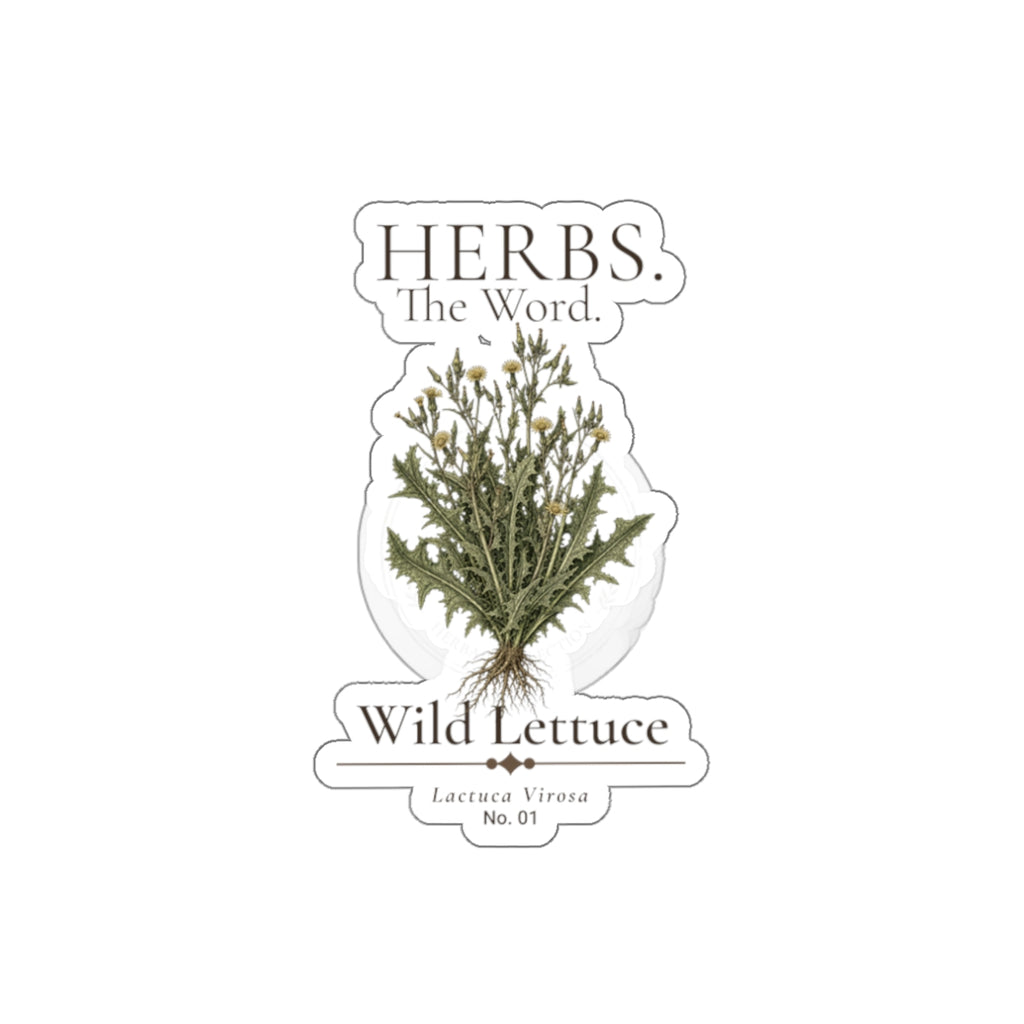 HERBS. THE WORD. Wild Lettuce Sticker | Botanical Herb Illustration