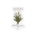 HERBS. THE WORD. Wild Lettuce Sticker | Botanical Herb Illustration